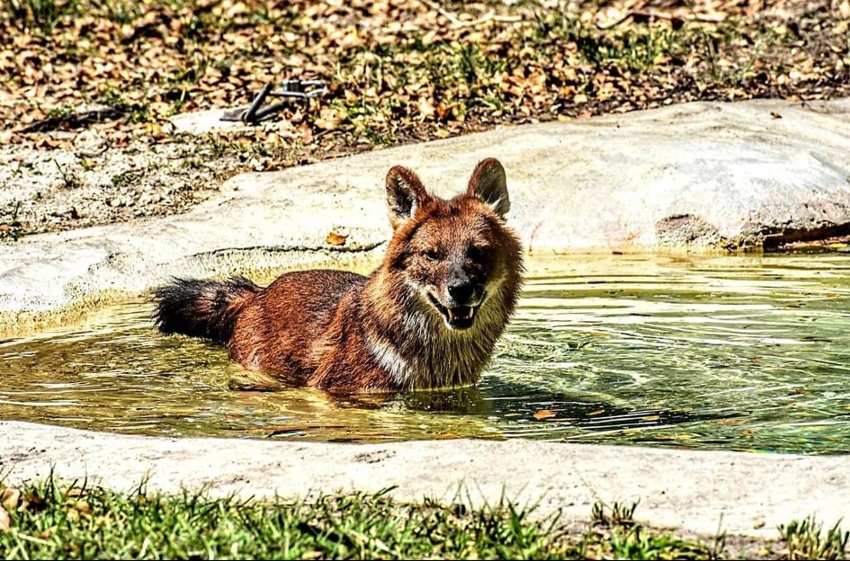 dhole in pool