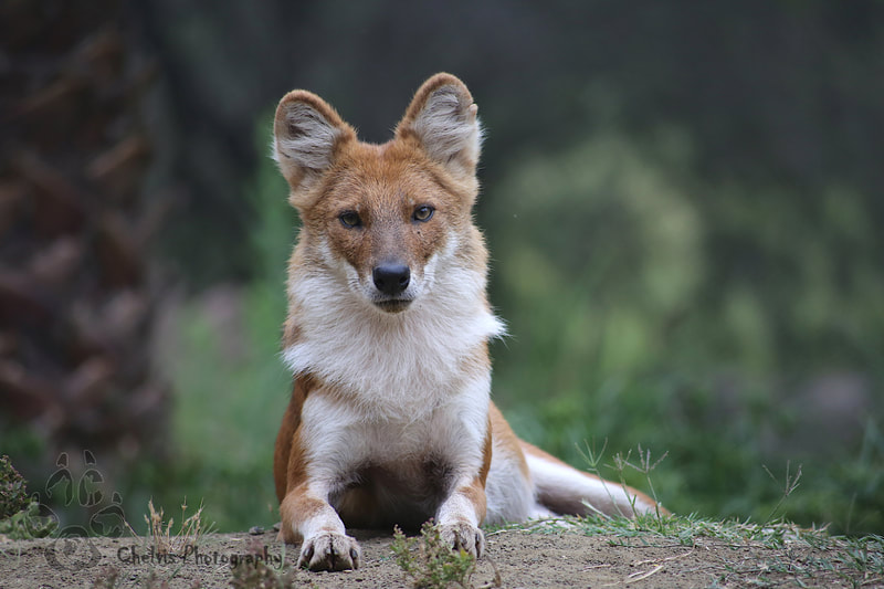 Dhole look at the camera