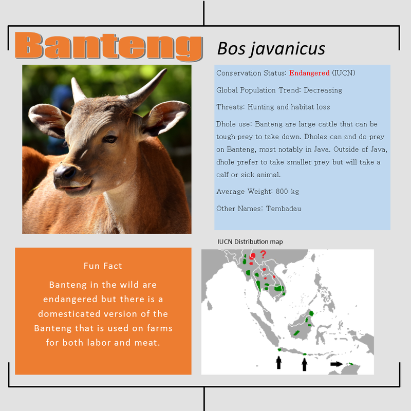 Banteng bio facts