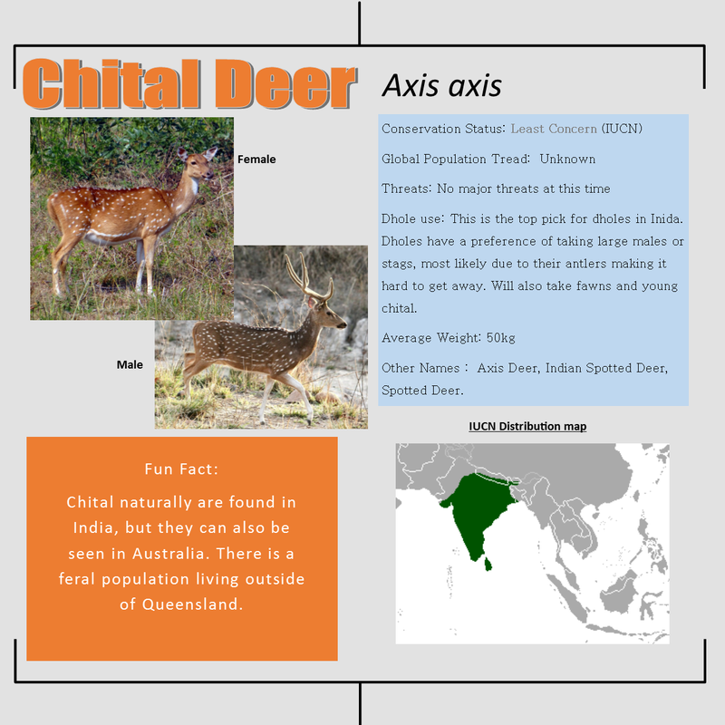 Chital Deer bio facts