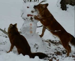 Dholes playing with snowman