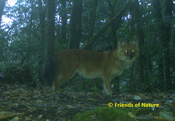 camera trap photo of a dhole in study area