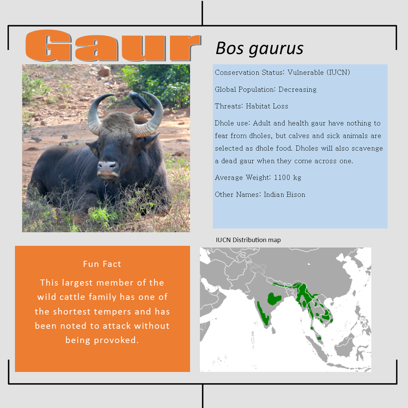Gaur bio facts