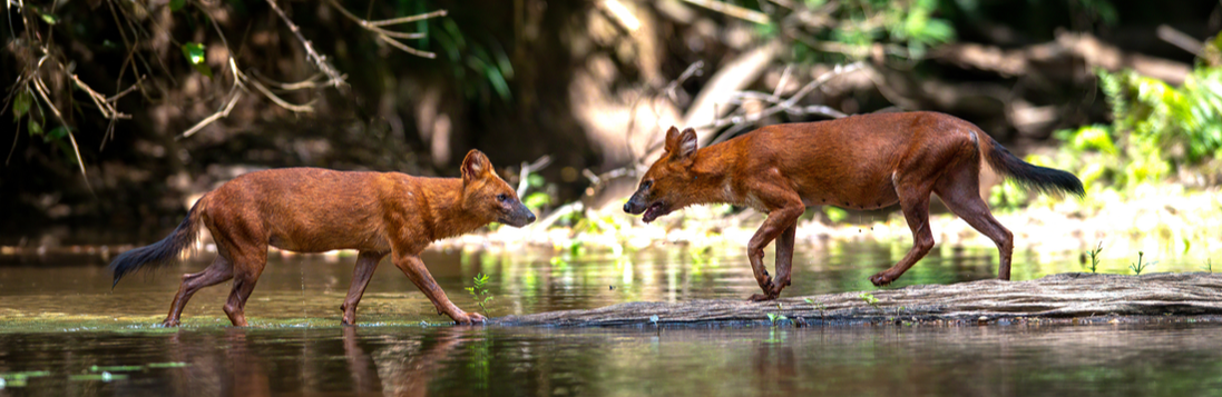 two dholes meeting at the water
