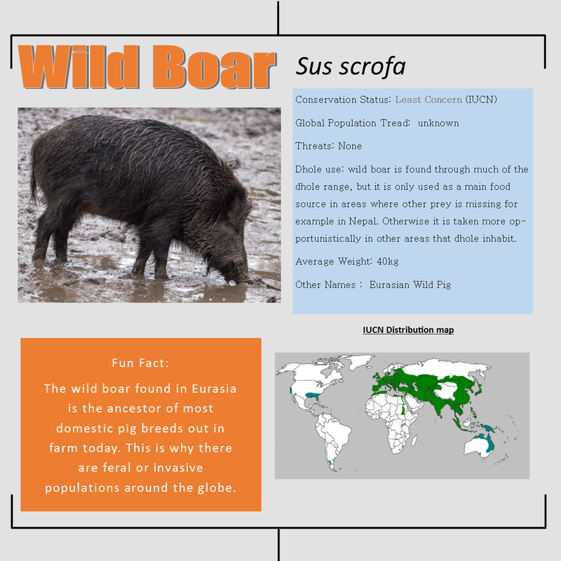 Wild Boar bio facts