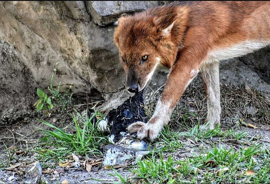 Dhole chewing on enrichment 