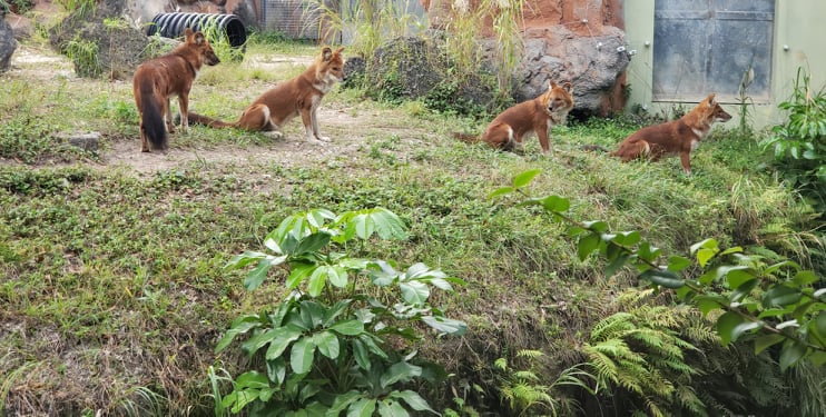 dholes watching people at zoo