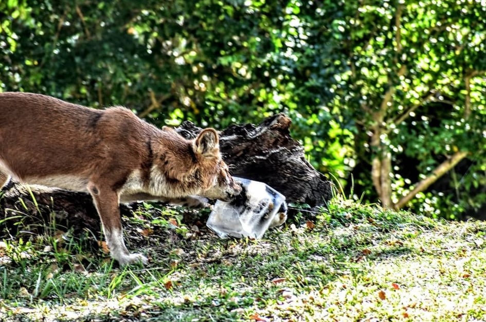dhole with ice block enrichment