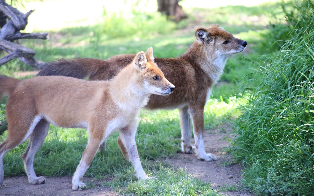 Two dholes