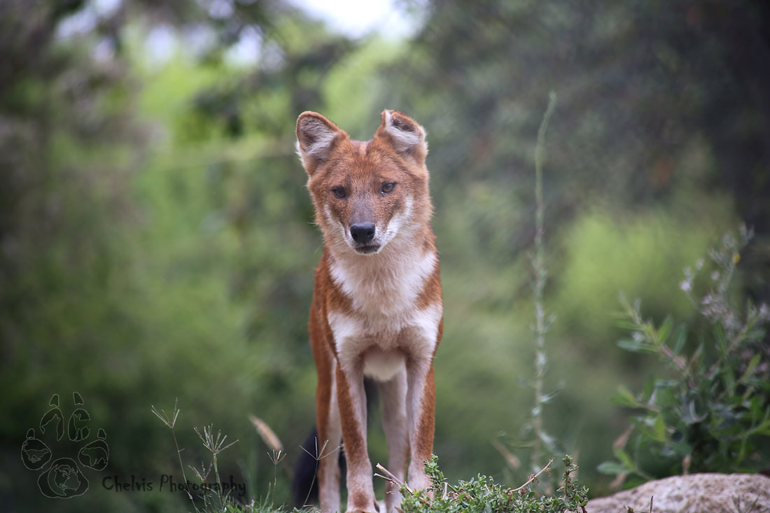 dhole standing