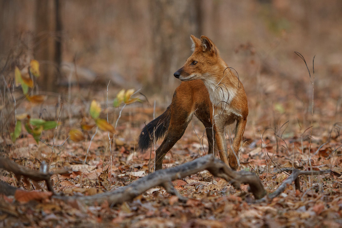 Dhole in the forest 