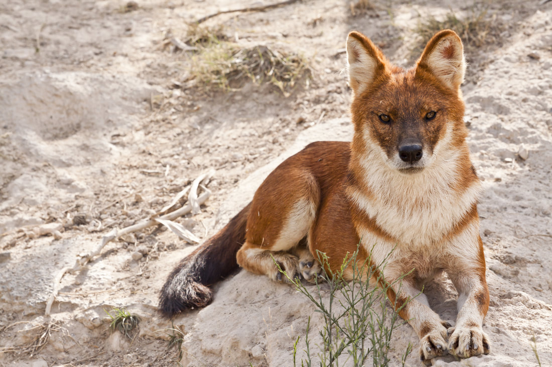 Dhole laying in sand