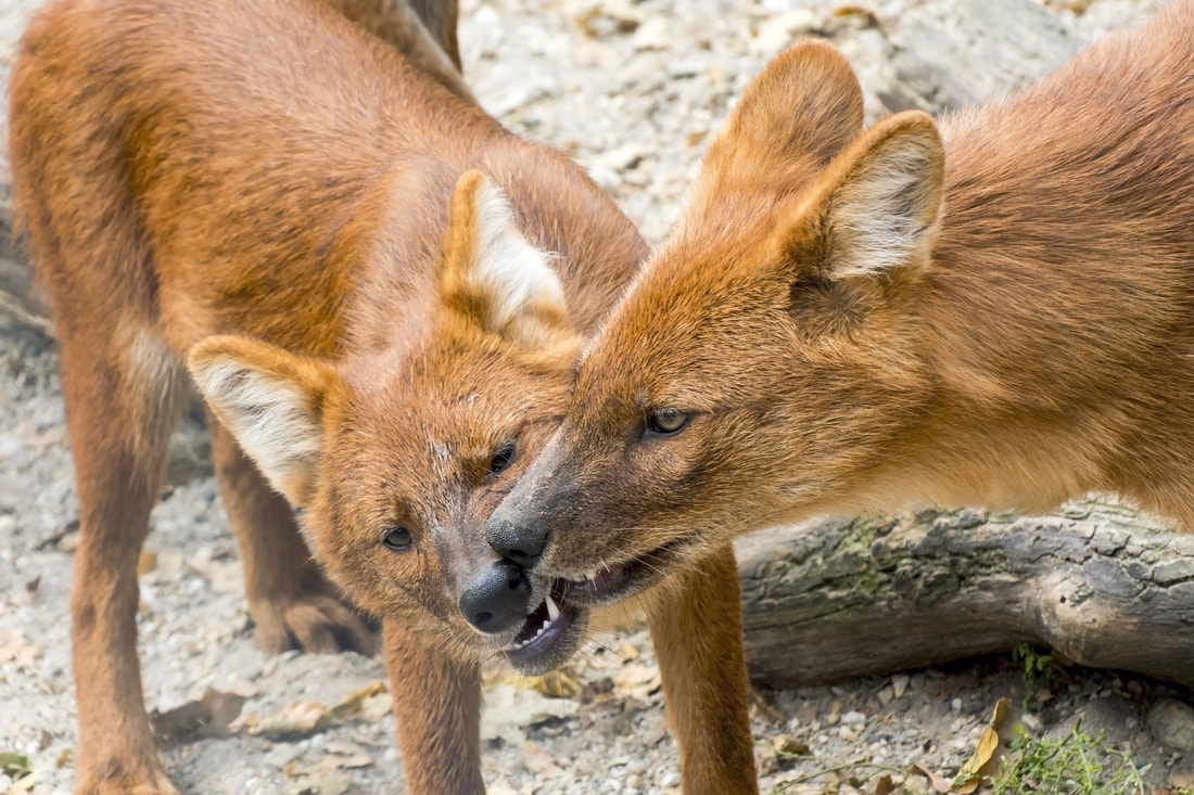 Two dholes muzzle licking