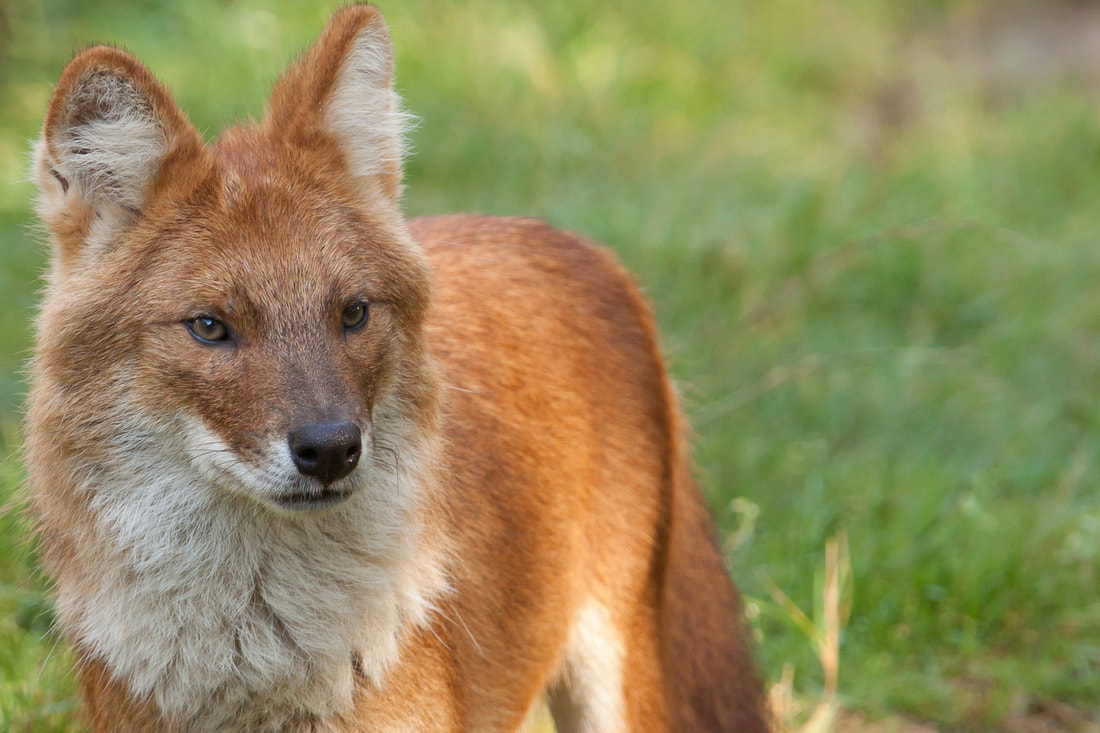 Dhole looking off to the side