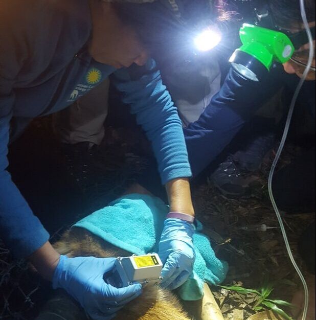 wild dhole being fitted with GPS collar