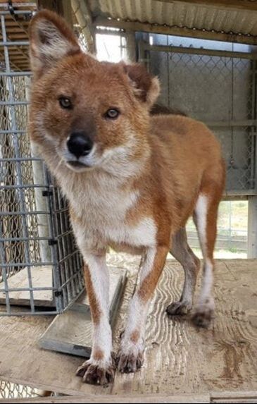 Dhole in zoo