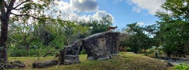 dhole on large rock in Miami