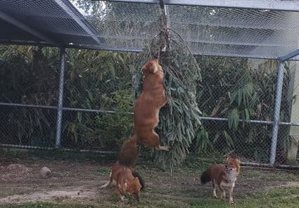 Dhole with Christmas tree enrichment  