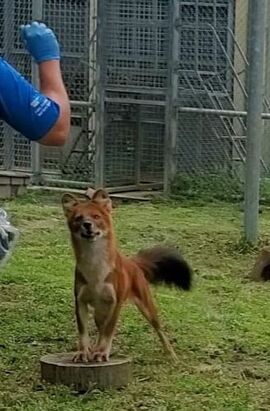 Dhole station training with keeper