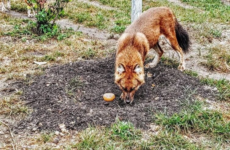 Dhole digging in enrichment 