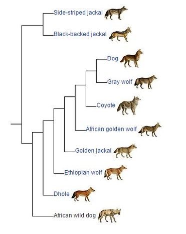 Taxonomy tree for canids