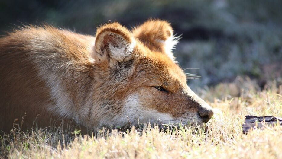 dhole laying in sunlight