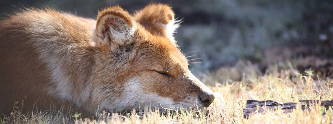 Dhole laying in grass