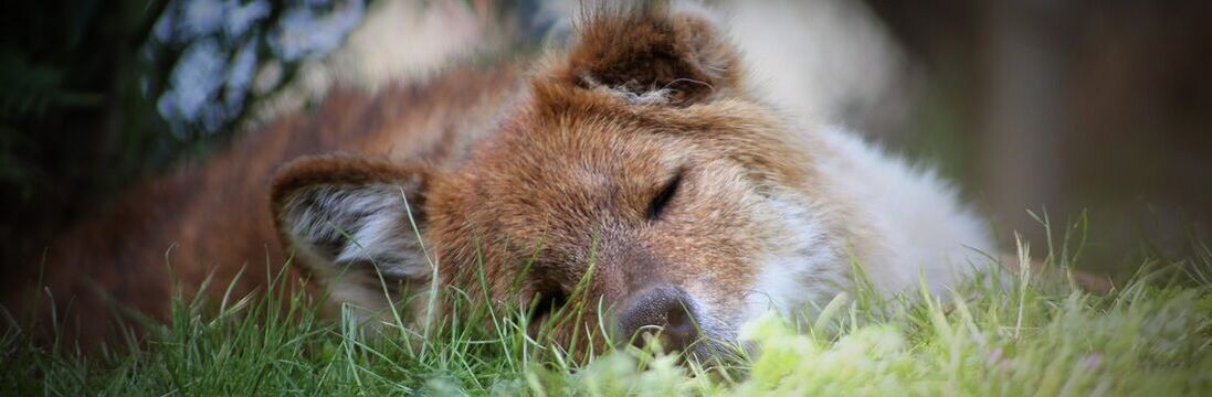 dhole Sirius laying in grass 