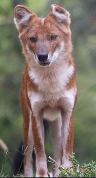 Female dhole standing