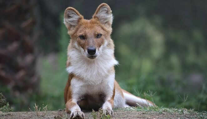 Dhole laying down and looking at the camera