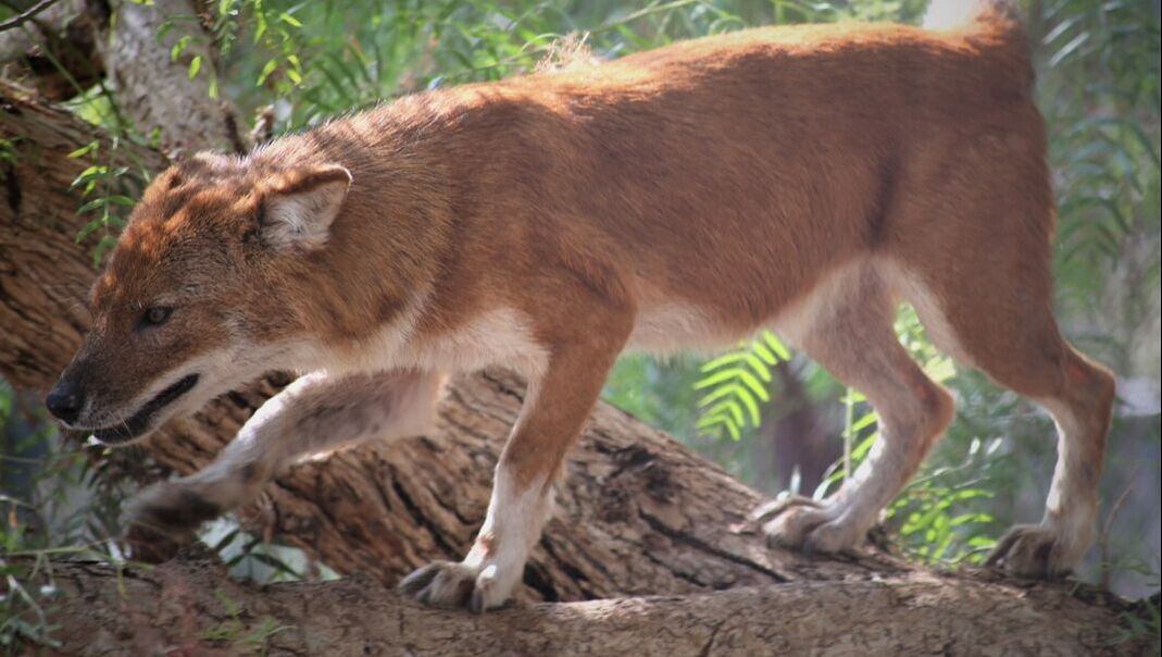 dhole in tree