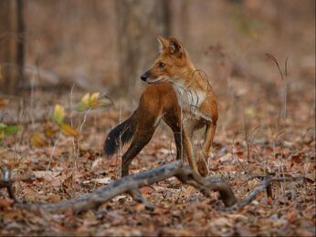 Indian dhole