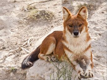 northern variety of dhole