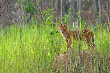 wild dhole in tall grass