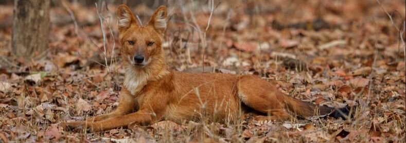 dhole laying down
