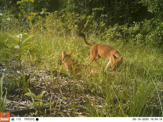 Photo from a tail camera in the study area