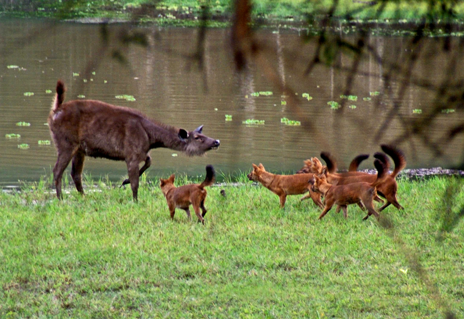 dholes cornering a sambar deer