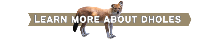 Button to What's a Dhole Page