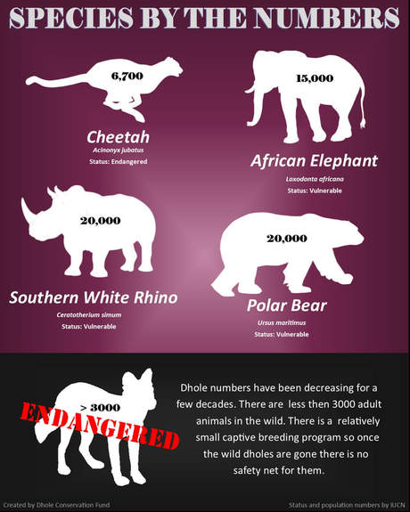 graphic comparing cheetah, african elephant, southern white rhino, polar bear and dhole numbers