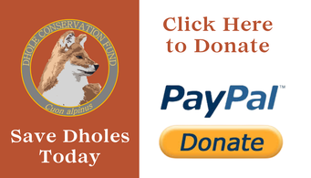 Donation button for Dhole Conservation Fund