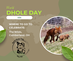 2022 World Dhole Day, The Wilds
