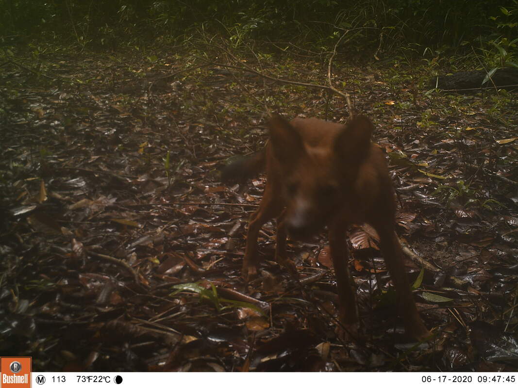 trail camera of a dhole investigating the camera