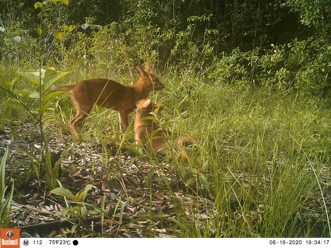 young dholes playing in front of a trail camera