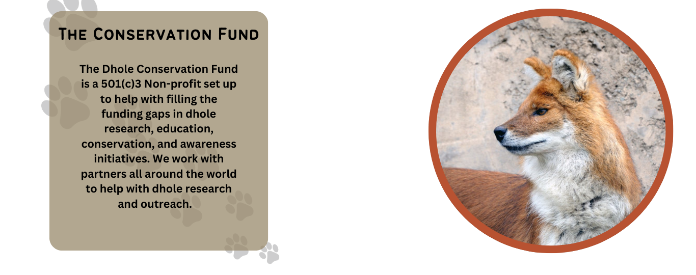 Info graphic that reads The Conservation Fund The Dhole Conservation Fund is a 501(c)3 Non-profit set up to help with filling the funding gaps in dhole research, education, conservation, and awareness initiatives. We work with partners all around the world to help with dhole research and outreach.   