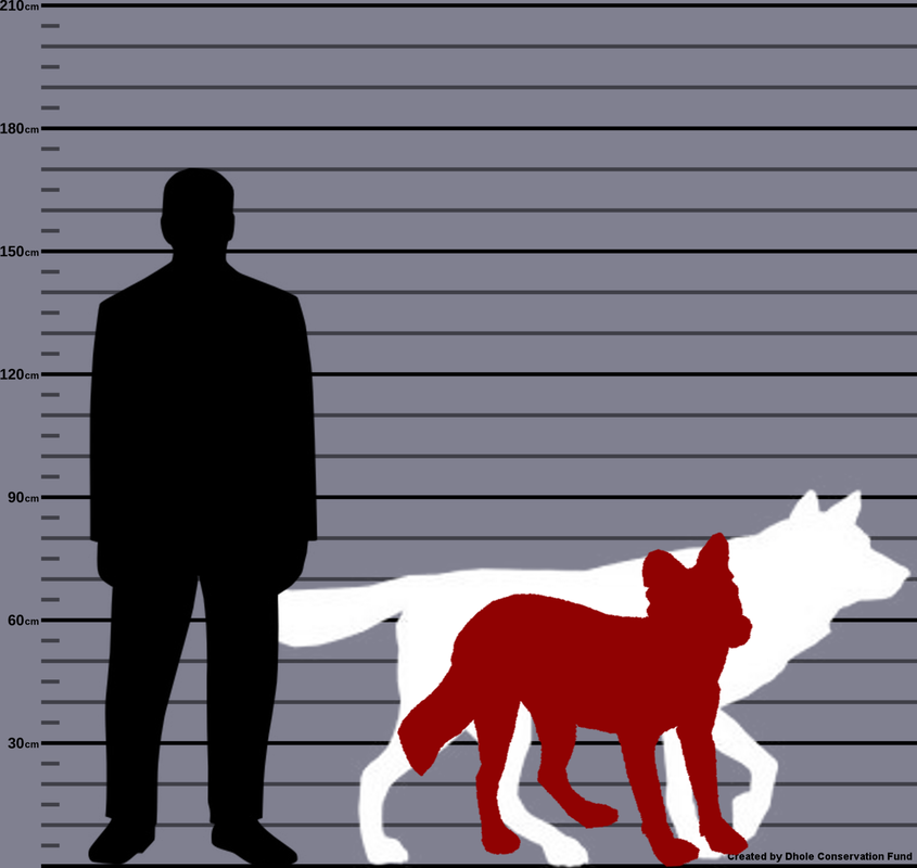 size chart comparing human, wolf and dhole