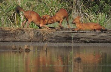 Dholes playing on a log