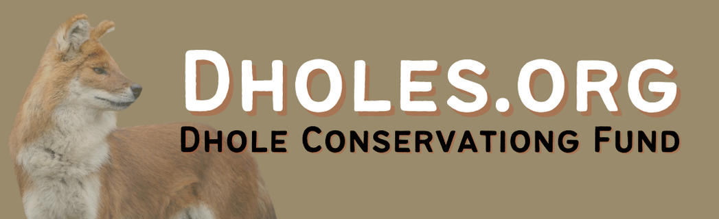 Header Dholes.org, Home of Dhole Conservation Fund