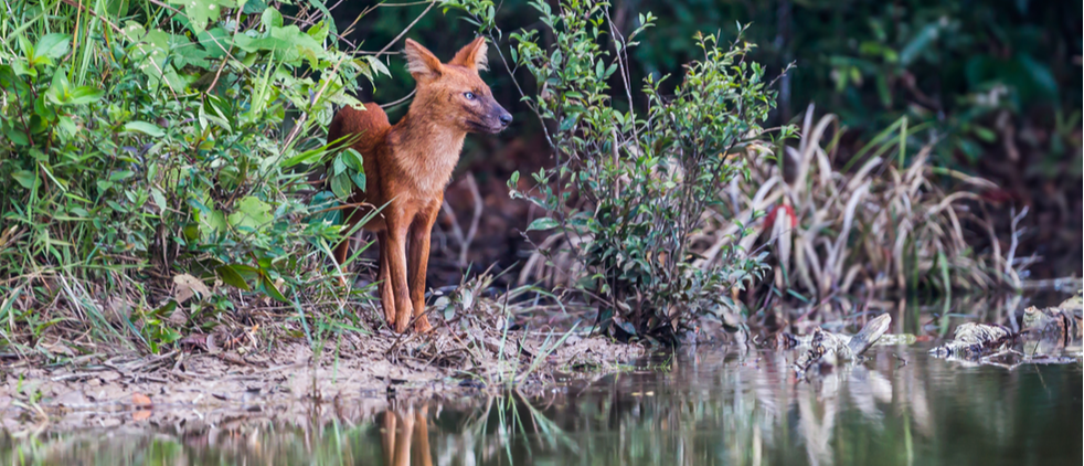 dhole overlooking a lake