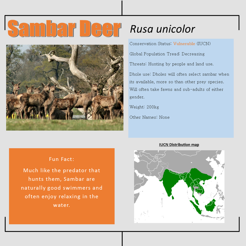 Sambar deer bio facts