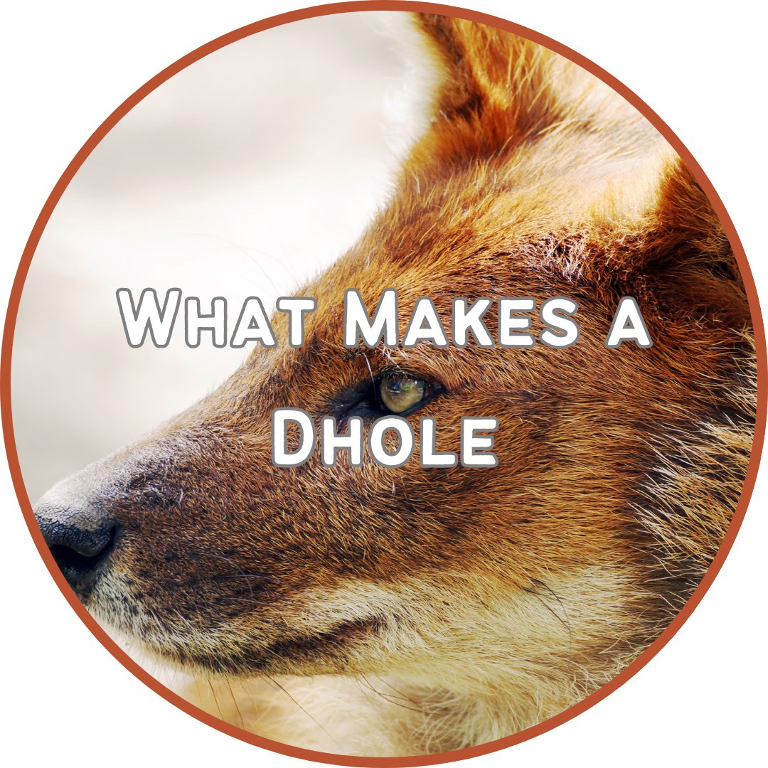 Button to go to What Makes a Dhole page